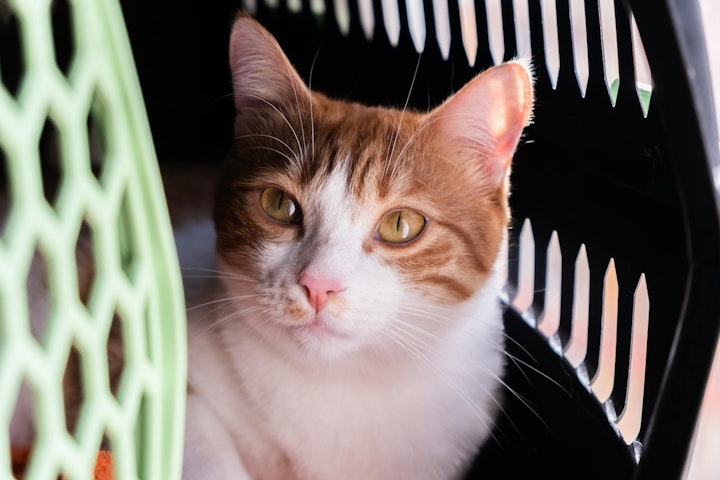 キャリーバッグ,猫,移動,動物病院,お出かけ