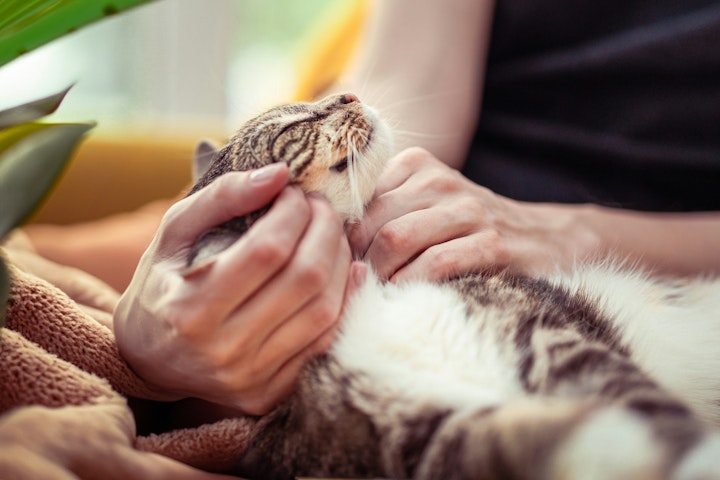 キャリーバッグ,猫,移動,動物病院,お出かけ
