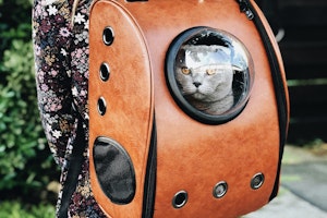 キャリーバッグ,猫,移動,動物病院,お出かけ