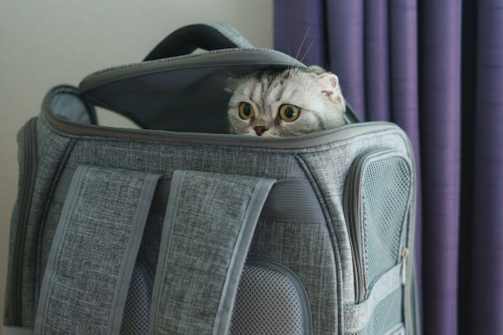 キャリーバッグ,猫,移動,動物病院,お出かけ