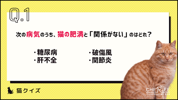 【クイズ】気をつけたい猫の肥満と食事管理とはのアイキャッチ画像