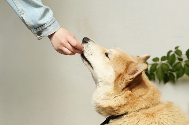 【ペット栄養管理士監修】愛犬用手作りおやつレシピ集＆注意点のアイキャッチ画像