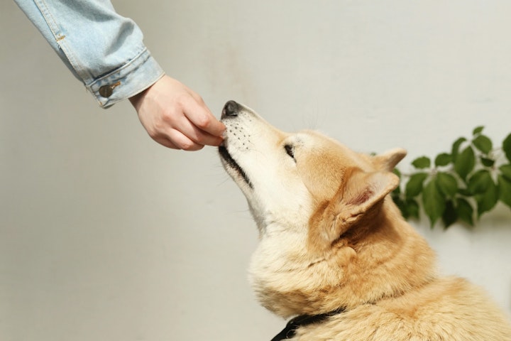 【ペット栄養管理士監修】愛犬用手作りおやつレシピ集＆注意点 - CHERIEE あにまるマガジン