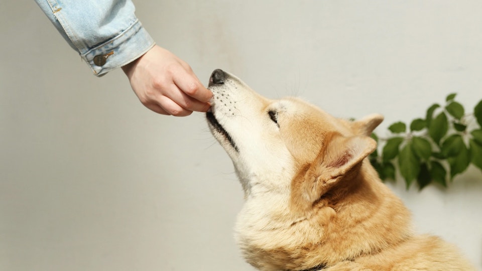【ペット栄養管理士監修】愛犬用手作りおやつレシピ集&注意点