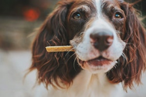 犬,おやつ,手作り,レシピ,飼い主,カロリー