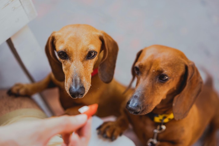 犬,おやつ,手作り,レシピ,飼い主,カロリー
