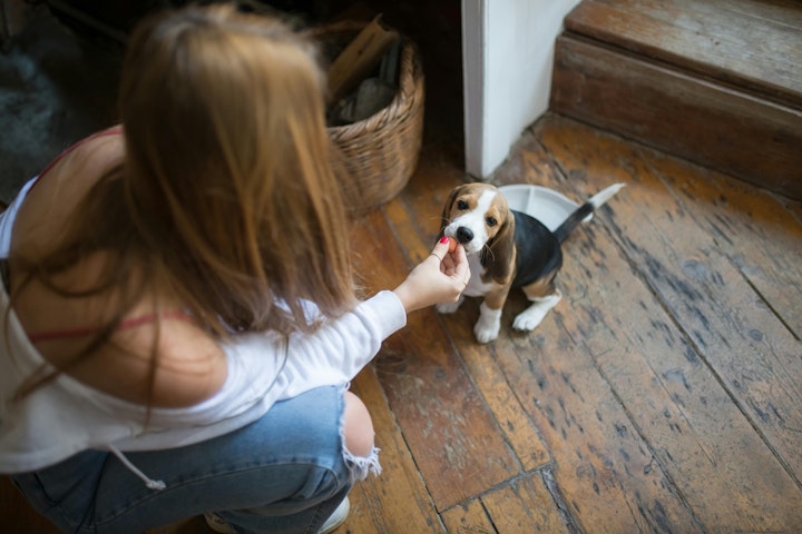 犬,おやつ,手作り,レシピ,飼い主,カロリー