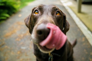 犬,おやつ,手作り,レシピ,飼い主,カロリー