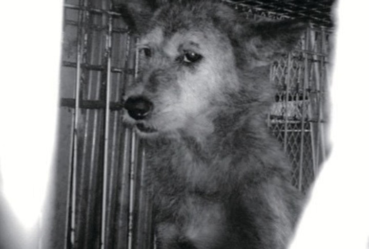 アニドネ,アニマル・ドネーション,動物福祉,保護団体,保護犬,保護猫