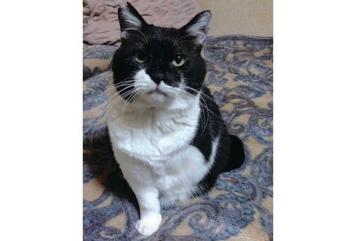 アニドネ,アニマル・ドネーション,動物福祉,保護団体,保護犬,保護猫
