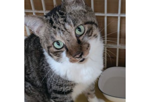アニドネ,アニマル・ドネーション,動物福祉,保護団体,保護犬,保護猫