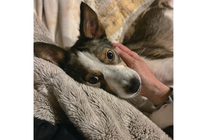 アニドネ,アニマル・ドネーション,動物福祉,保護団体,保護犬,保護猫