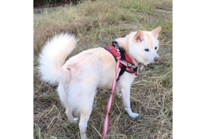 アニドネ,アニマル・ドネーション,動物福祉,保護団体,保護犬,保護猫