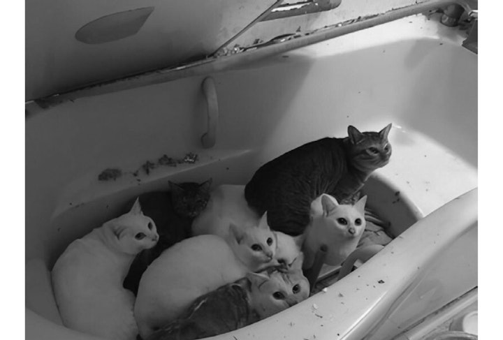 アニドネ,アニマル・ドネーション,動物福祉,保護団体,保護犬,保護猫