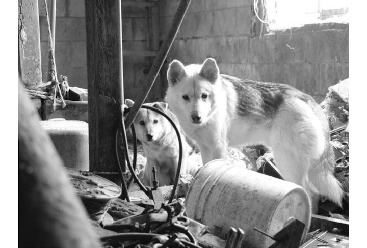 アニドネ,アニマル・ドネーション,動物福祉,保護団体,保護犬,保護猫