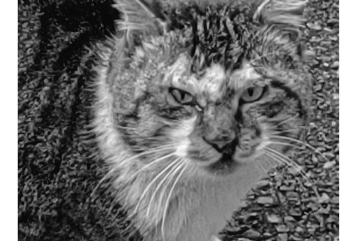 アニドネ,アニマル・ドネーション,動物福祉,保護団体,保護犬,保護猫