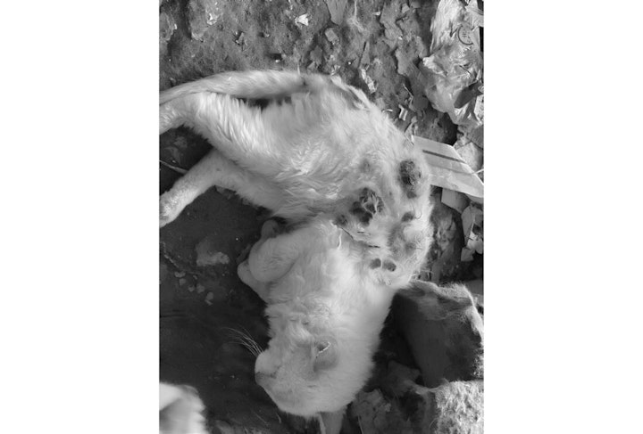 アニドネ,アニマル・ドネーション,動物福祉,保護団体,保護犬,保護猫
