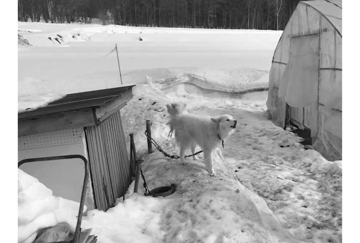 アニドネ,アニマル・ドネーション,動物福祉,保護団体,保護犬,保護猫