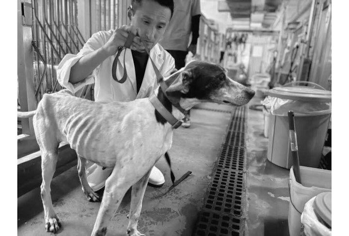 アニドネ,アニマル・ドネーション,動物福祉,保護団体,保護犬,保護猫