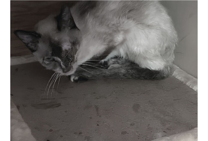 アニドネ,アニマル・ドネーション,動物福祉,保護団体,保護犬,保護猫