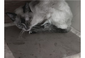 アニドネ,アニマル・ドネーション,動物福祉,保護団体,保護犬,保護猫