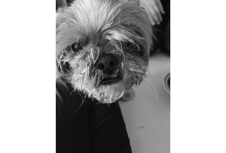 アニドネ,アニマル・ドネーション,動物福祉,保護団体,保護犬,保護猫