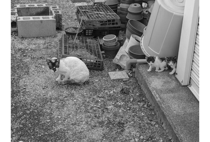 アニドネ,アニマル・ドネーション,動物福祉,保護団体,保護犬,保護猫