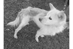 アニドネ,アニマル・ドネーション,動物福祉,保護団体,保護犬,保護猫