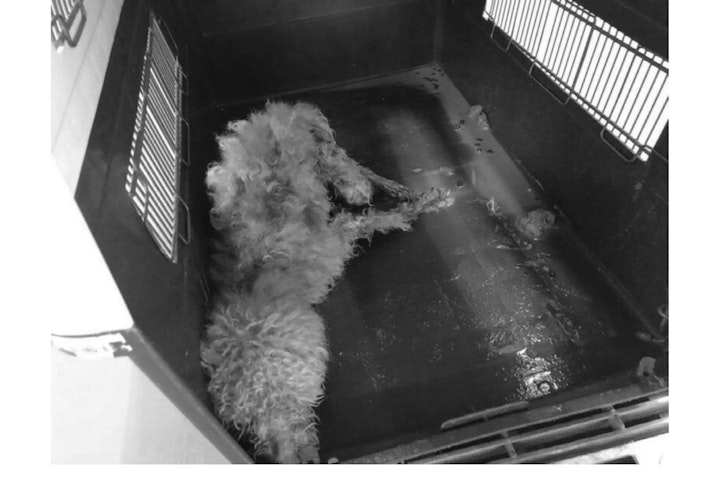 アニドネ,アニマル・ドネーション,動物福祉,保護団体,保護犬,保護猫