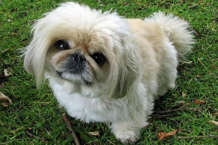 犬,犬の健康,犬種,犬種紹介,飼い方,ペキニーズ