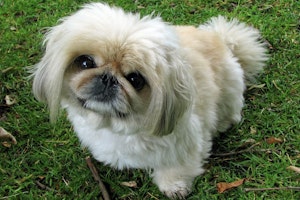 犬,犬の健康,犬種,犬種紹介,飼い方,ペキニーズ
