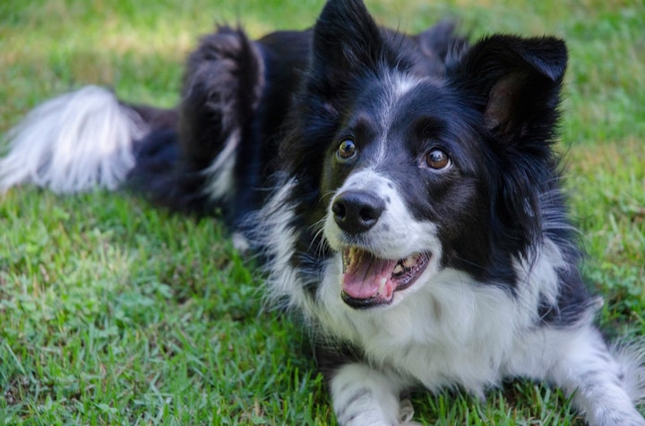 ランキング,人気,犬,犬の健康,犬種,犬種紹介,飼い方,ボーダー・コリー