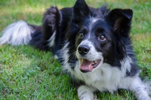 ランキング,人気,犬,犬の健康,犬種,犬種紹介,飼い方,ボーダー・コリー