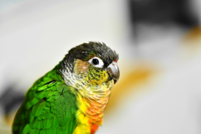 コンパニオンバード,ペット,ランキング,人気,性格,特徴,飼い主,魅力,鳥,鳥類