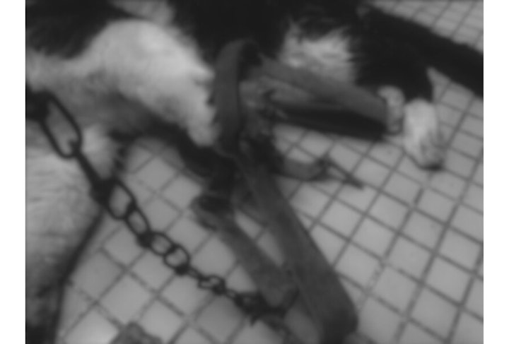 アニドネ,アニマル・ドネーション,動物福祉,保護団体,保護犬,保護猫