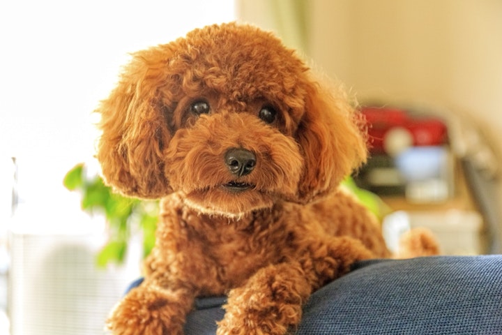 しつけ,性格,散歩,初心者,飼いやすい,犬,犬種