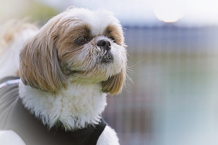 しつけ,性格,散歩,初心者,飼いやすい,犬,犬種