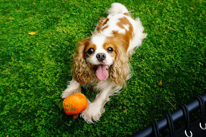 しつけ,性格,散歩,初心者,飼いやすい,犬,犬種