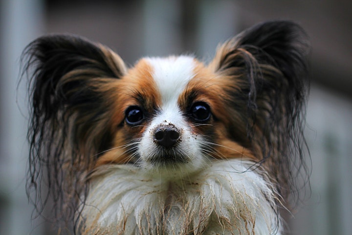 しつけ,性格,散歩,初心者,飼いやすい,犬,犬種