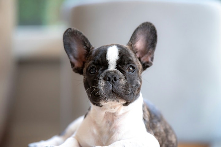 しつけ,性格,散歩,初心者,飼いやすい,犬,犬種