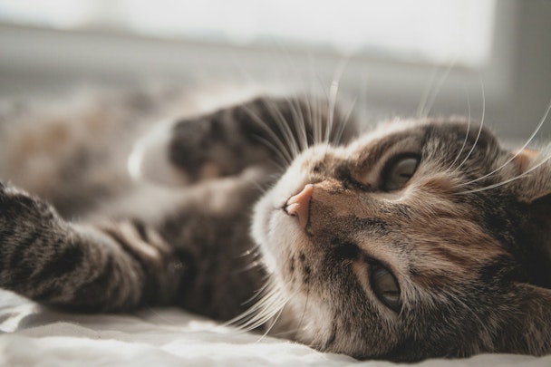 【獣医師監修】猫の肥大型心筋症とは？定期的な健康診断を！のアイキャッチ画像