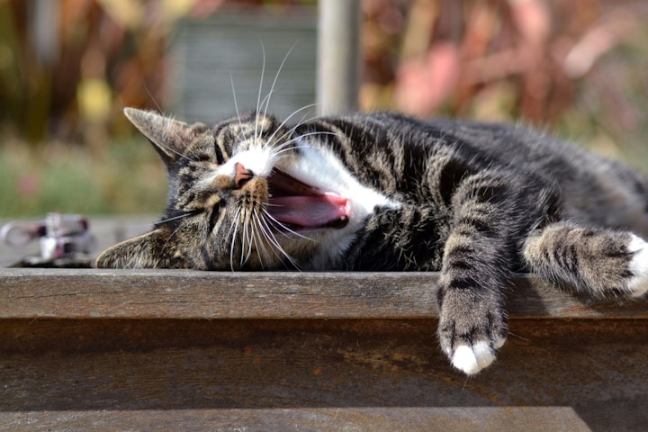 懐かない,環境,行動,飼い主,猫