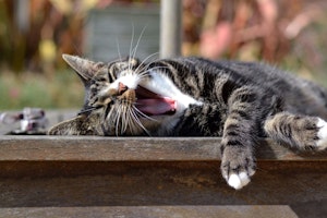 懐かない,環境,行動,飼い主,猫