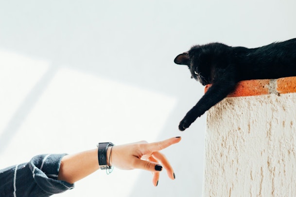 猫が懐いてくれない！少しでも仲良くなる方法を解説のアイキャッチ画像