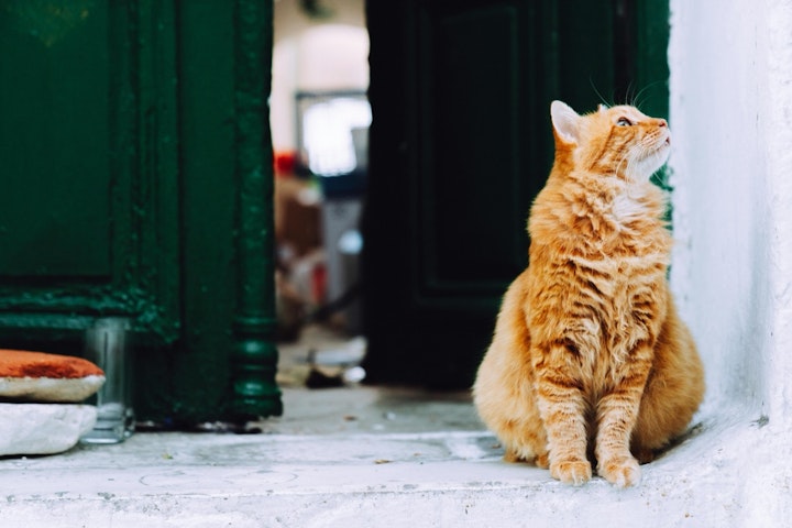 懐かない,環境,行動,飼い主,猫