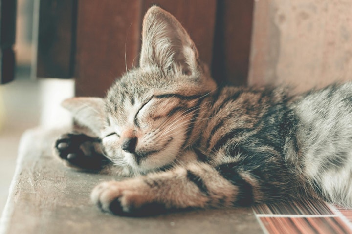 懐かない,環境,行動,飼い主,猫
