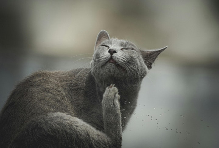 懐かない,環境,行動,飼い主,猫