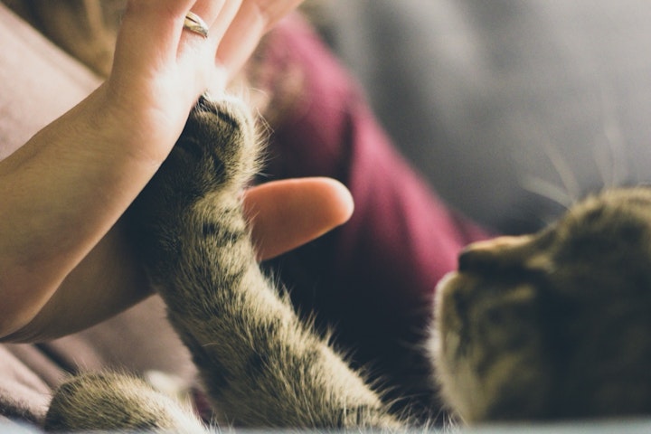 懐かない,環境,行動,飼い主,猫