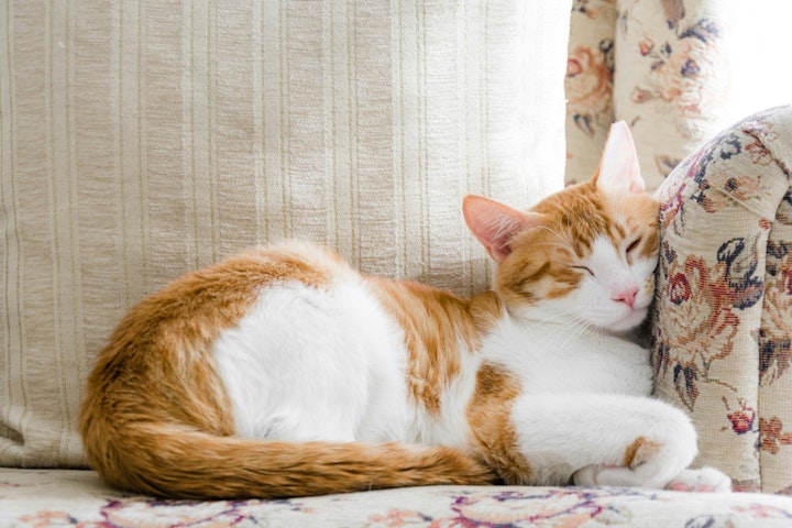 懐かない,環境,行動,飼い主,猫