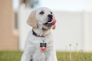 犬,狂犬病予防注射,手続き,畜犬登録,マイクロチップ